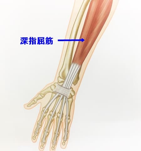親指の動き