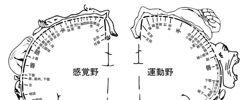 手の感覚と脳の関係を考えるための図