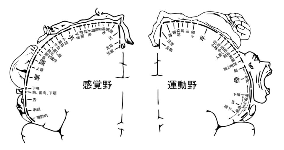 ペンフィールドのホムンクルス：身体各部と脳の対応を表した模式図
