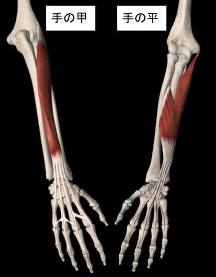指を動かす筋肉と腱の図